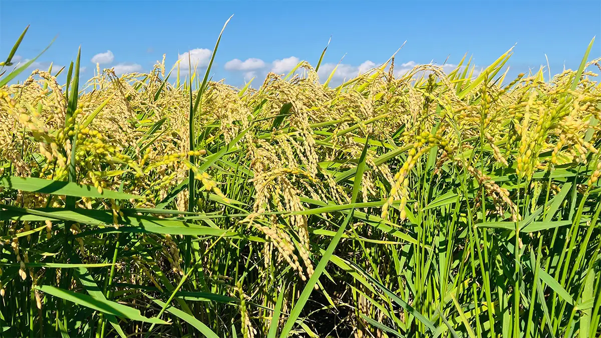 Rural Scenery in Japan